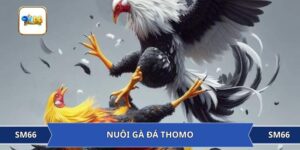 Mẹo Nuôi Gà Đá Thomo Hiệu Quả Từ Cao Thủ Hàng Đầu SM66