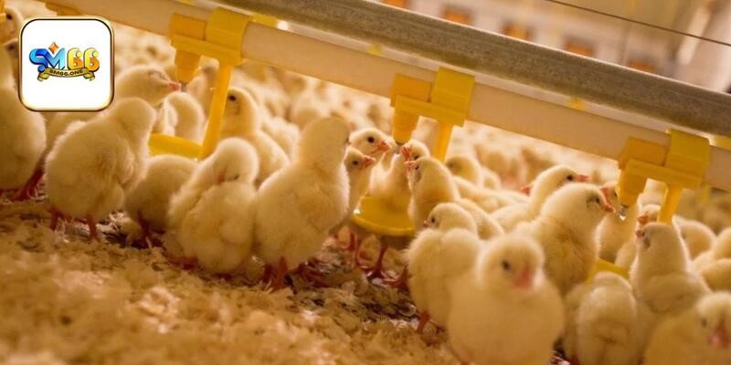 Chế độ dinh dưỡng và rèn luyện cần chú ý khi nuôi