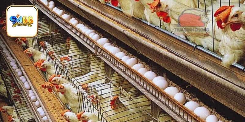 Chọn giống chuẩn khi muốn nuôi gà công nghiệp an toàn