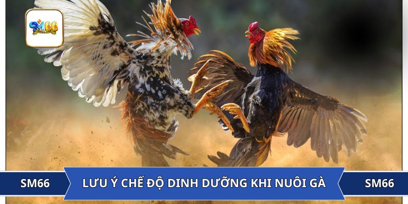 Chú ý chế độ dinh dưỡng khi nuôi gà đá Thomo