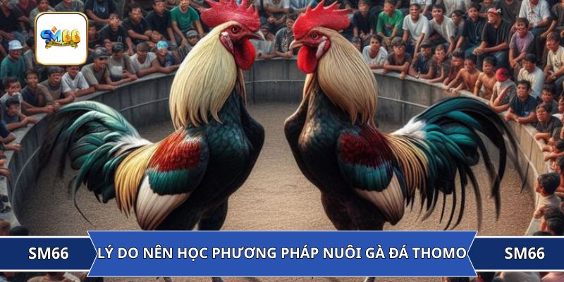 Lý do nên học phương pháp nuôi gà đá Thomo