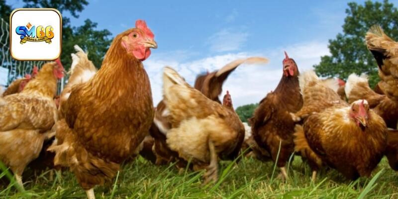 3 Cách Nuôi Gà Công Nghiệp An Toàn, Năng Suất