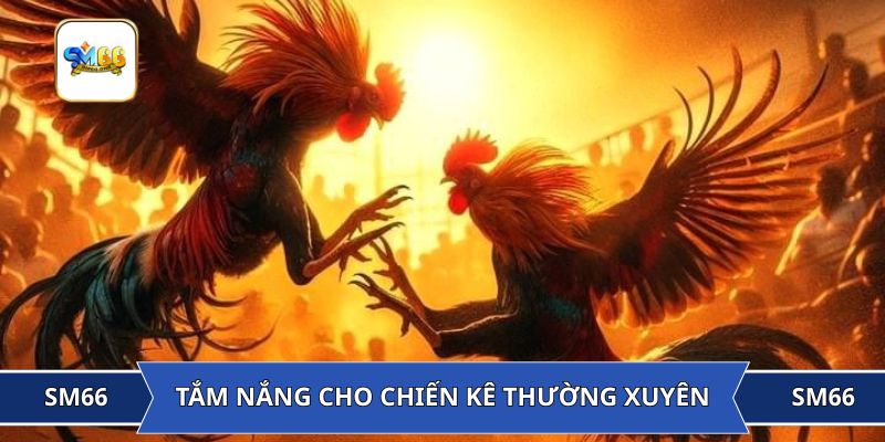 Tắm nắng cho chiến kê thường xuyên