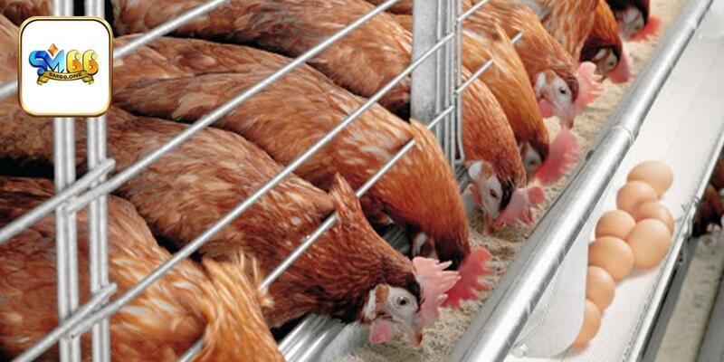 Tìm hiểu kinh nghiệm thiết kế chuồng trại cho người mới