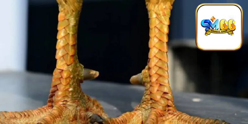 Vảy gà Huyền Trâm là gì?