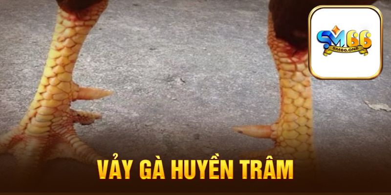 Vảy Huyền Trâm thường nằm vị trí nào?