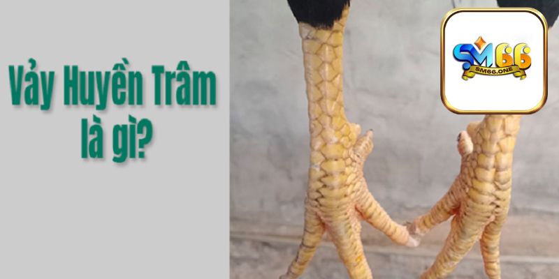 Vảy Gà Huyền Trâm - Hướng Dẫn Nhận Biết Chiến Kê Đẳng Cấp