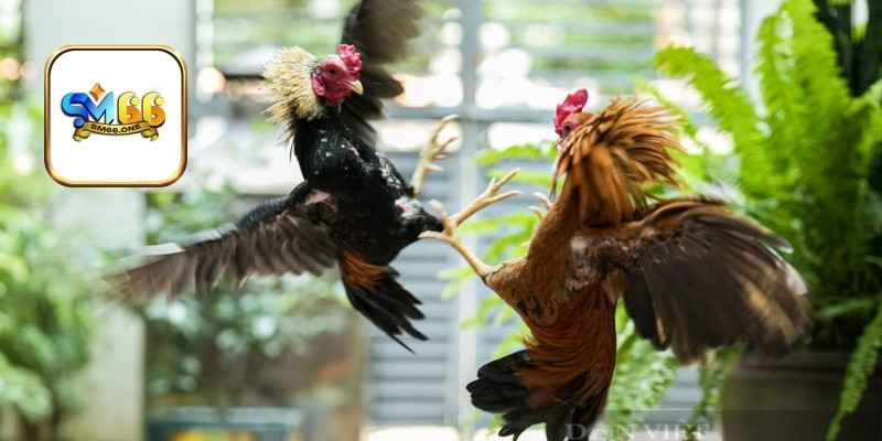 Mẹo vào kèo đá gà hiệu quả cho tân thủ