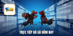 Theo Dõi Trực Tiếp Đá Gà Hôm Nay Sắc Nét Tại SM66