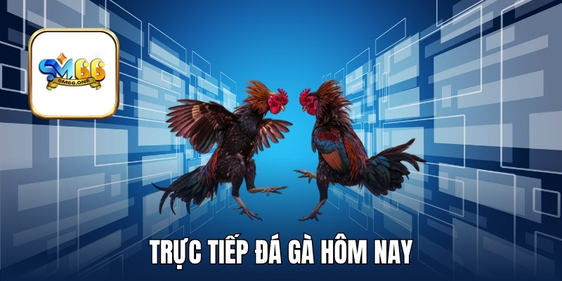 Theo Dõi Trực Tiếp Đá Gà Hôm Nay Sắc Nét Tại SM66